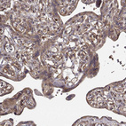 Immunohistochemical staining of human placenta shows moderate cytoplasmic positivity in trophoblastic cells.