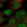 Anti-SENP7 Antibody