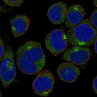 Anti-GOLPH3L Antibody