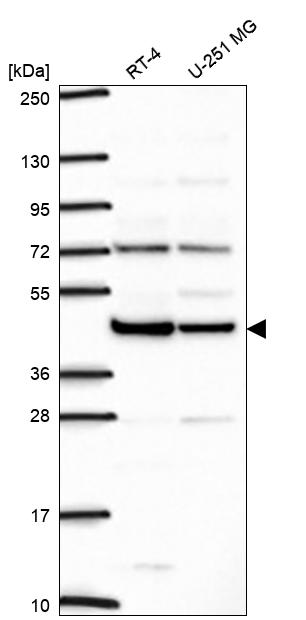 Anti-ILF2 Antibody
