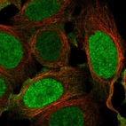 Immunofluorescent staining of human cell line HAP1 shows localization to nucleoplasm & cytosol.