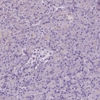 Immunohistochemical staining of human pancreas shows low expression as expected.