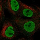 Anti-NANOG Antibody