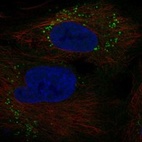 Anti-GOLGA6A Antibody