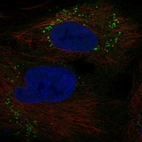 Anti-GOLGA6A Antibody