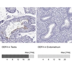 Anti-ODF4 Antibody