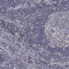 Immunohistochemical staining of human lymph node shows low expression as expected.