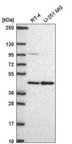 Anti-PRMT1 Antibody