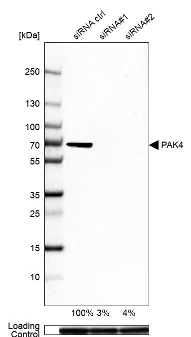 Anti-PAK4 Antibody