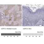 Anti-UCP3 Antibody