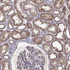 Anti-MAIP1 Antibody