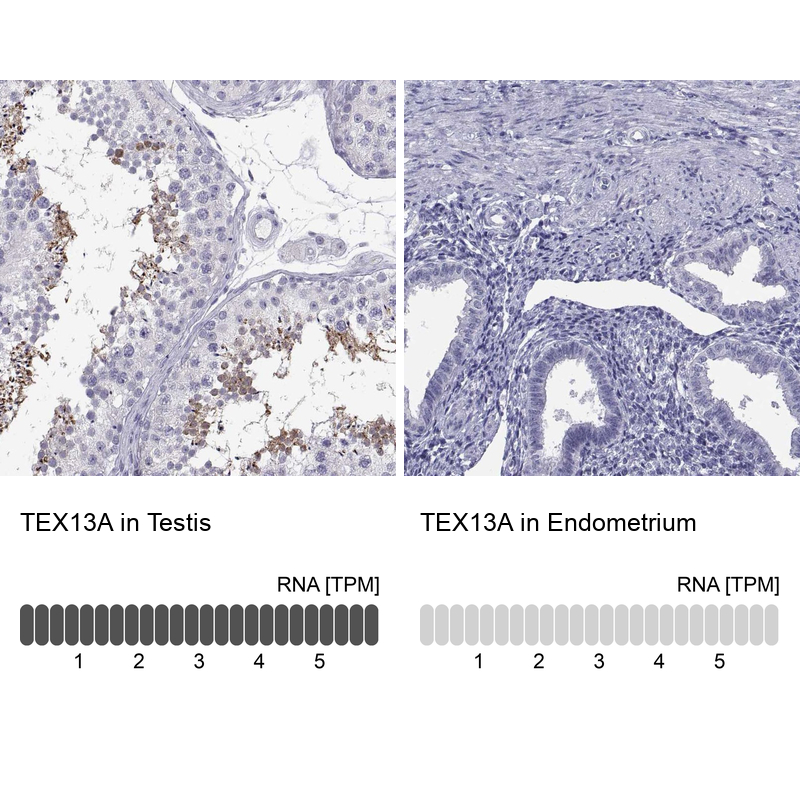 Anti-TEX13A Antibody