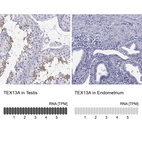 Anti-TEX13A Antibody