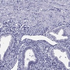 Immunohistochemical staining of human endometrium shows low expression as expected.