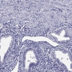 Immunohistochemical staining of human endometrium shows low expression as expected.