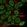 Anti-NPAS1 Antibody