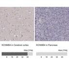 Anti-KCNMB4 Antibody