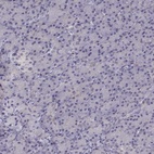 Anti-KCNMB4 Antibody