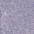 Immunohistochemical staining of human pancreas shows low expression as expected.