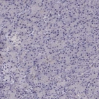 Immunohistochemical staining of human pancreas shows low expression as expected.