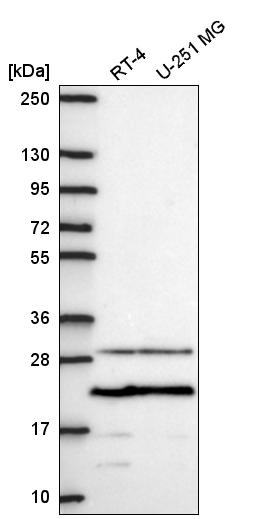 Anti-PMEPA1 Antibody