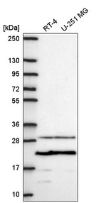 Anti-PMEPA1 Antibody