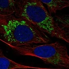 Immunofluorescent staining of human cell line U-2 OS shows localization to mitochondria.