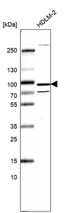 Anti-SCYL3 Antibody