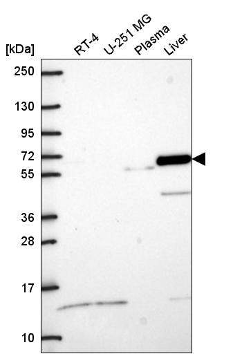 Anti-DPYSL5 Antibody