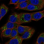 Immunofluorescent staining of human cell line OE19 shows localization to cytosol & the Golgi apparatus.