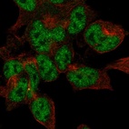 Immunofluorescent staining of human cell line HEK 293 shows localization to nucleoplasm.
