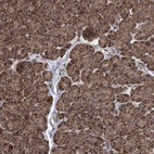 Anti-IFRD1 Antibody