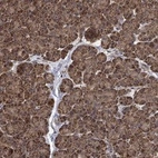 Anti-IFRD1 Antibody