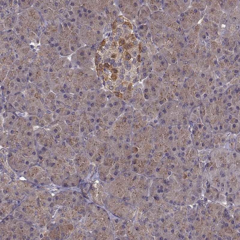 Anti-FNIP2 Antibody