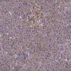 Anti-FNIP2 Antibody