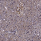 Anti-FNIP2 Antibody