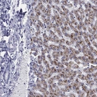 Immunohistochemical staining of human liver shows high expression.