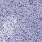Immunohistochemical staining of human pancreas shows low expression as expected.