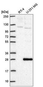 Western blot analysis in human cell line RT-4 and human cell line U-251 MG.