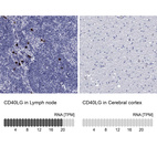 Anti-CD40LG Antibody