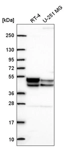 Anti-PDK3 Antibody