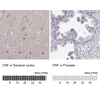 Anti-VGF Antibody