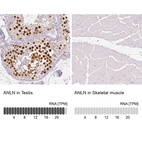 Anti-ANLN Antibody