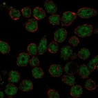 Anti-THAP11 Antibody