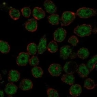 Anti-THAP11 Antibody