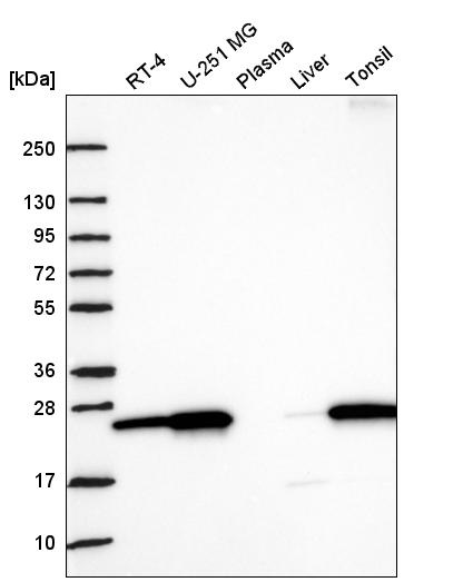 Anti-NRM Antibody