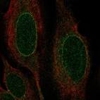 Immunofluorescent staining of human cell line U-2 OS shows localization to nuclear membrane.
