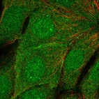 Immunofluorescent staining of human cell line MCF7 shows localization to nucleus, plasma membrane & cell junctions.