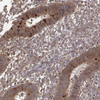 Immunohistochemical staining of human endometrium shows strong cytoplasmic/membranous positivity in glandular cells.
