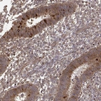 Immunohistochemical staining of human endometrium shows strong cytoplasmic/membranous positivity in glandular cells.